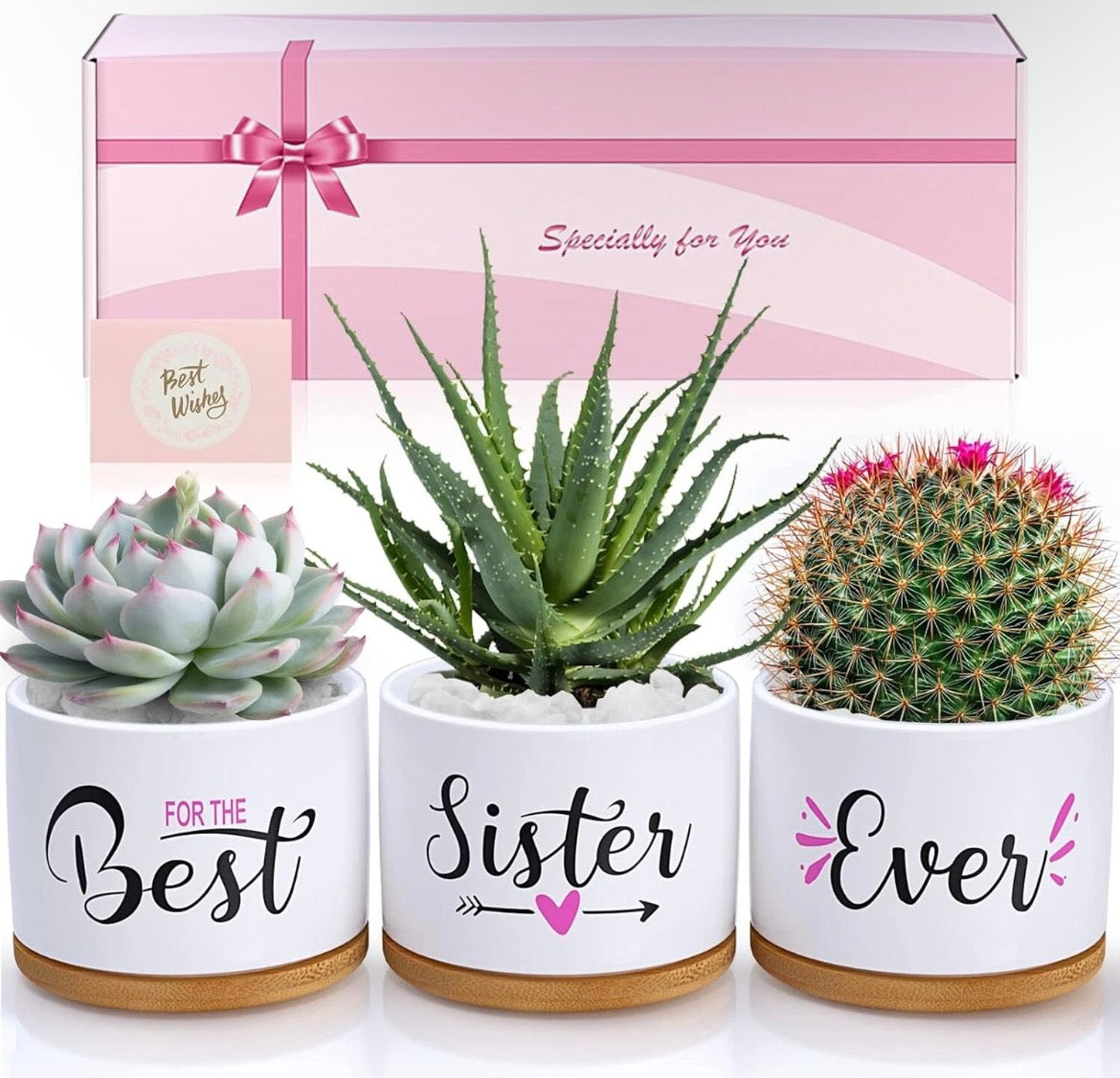 Sister Plants Gift