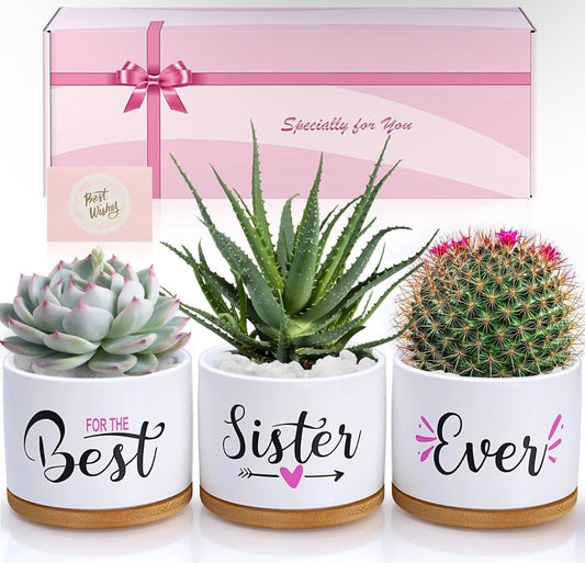 Sister Plants Gift