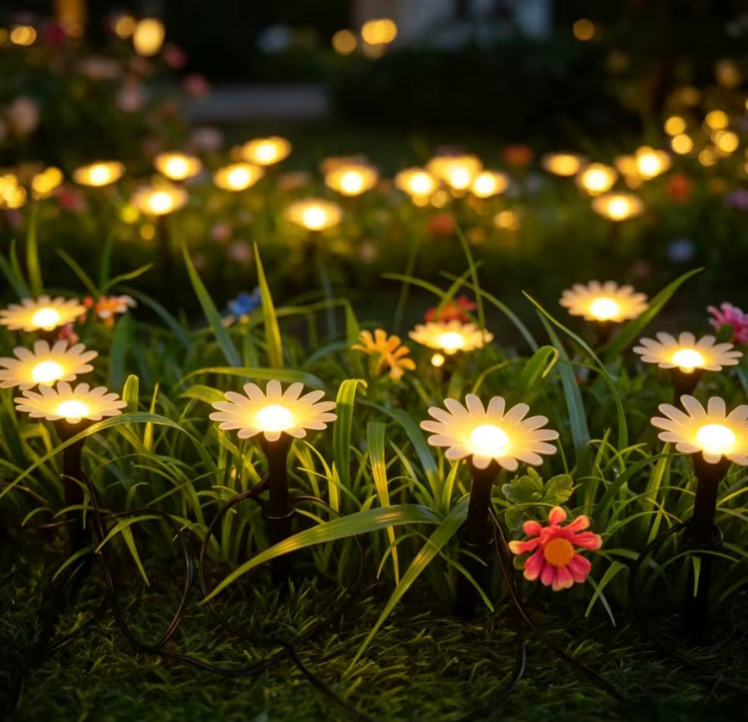 Daisy String Lights 8M
